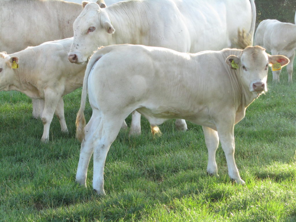 Picture: Luxe blonde D Aquitaine stierkalf